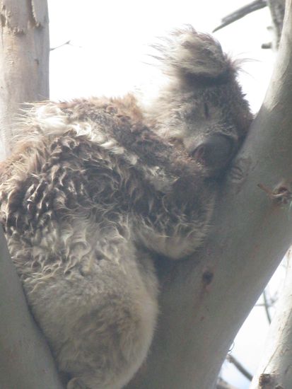 Ein anderer Halt am Strassenrand und schon sahen wir die Kuscheltiere.