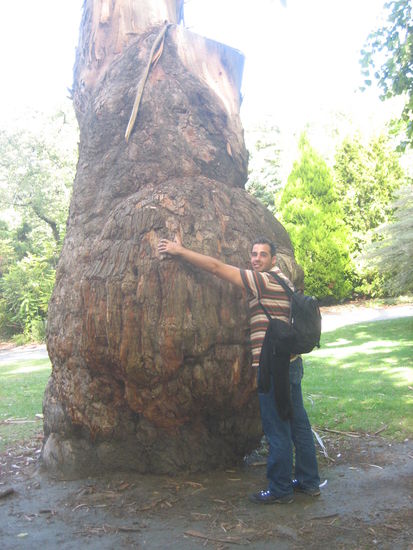 Celo umarmt den dicken "Bauch" des Baumes.