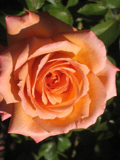 ...bluehten die Rosen noch in voller Pracht!