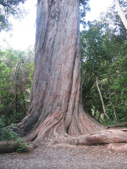 Der Big Tree in seiner vollen Groesse...
