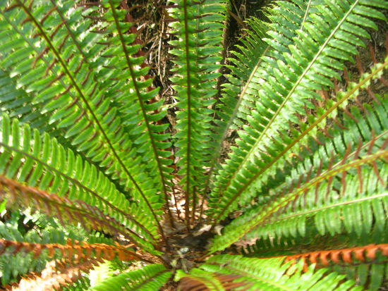 Auch die Natur im Wald wunderschoen!