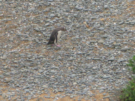 ...hier watschelt der Pingu auch schon schwerfaellig richtung Nest. Joe!