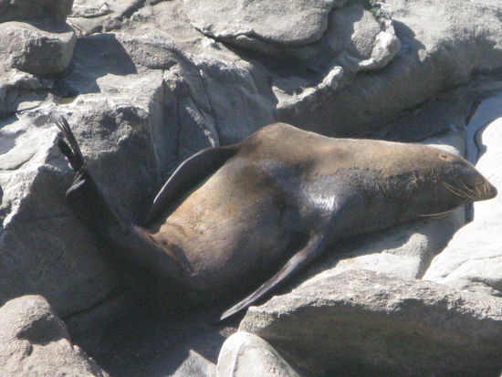 Nach 3 anstrengenden Tagen im Wasser, ruht sich dieser Seehund an Land aus.