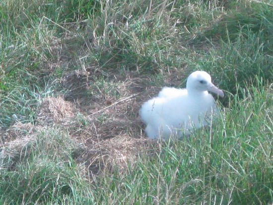 Das kleine niedliche Voegelchen wartet..
