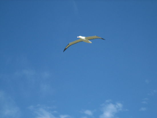 ...und Papa  Einfach gigantisch diese Riesen der Luefte!