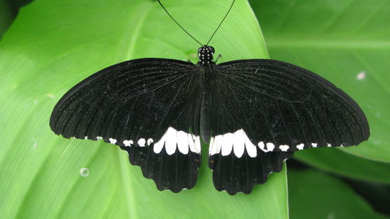 Wunderschoene Schmetterlinge...