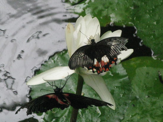 ... gabs im Museum zu sehen.