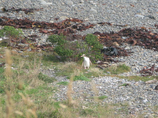 Einer der tollpatschigen Pinguine