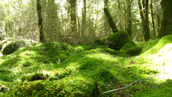 ...durch den dicht bewachsenen Regenwald.