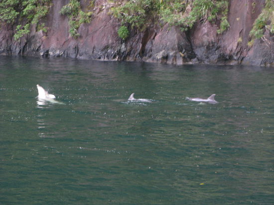 Mehrere Delfine kamen zur Freude aller Passagiere...