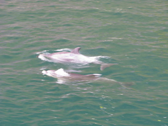 ... sehr nahe ans Boot heran. 