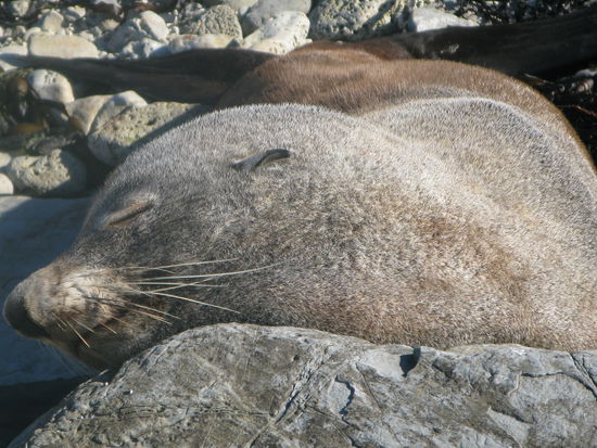 Dieser Seehund ruhte sich nahe am Meer aus.