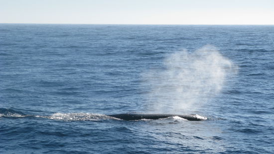 Unser erst gesichteter Pottwal - zur Oberflaeche kommt nur ein kleiner Teil des Riesen...
