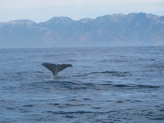 ...und hier verschwindet er wieder in den Tiefen des Ozeans.