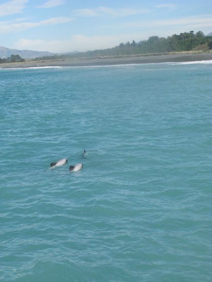 Ein Schwarm flinker Hector Delfine.