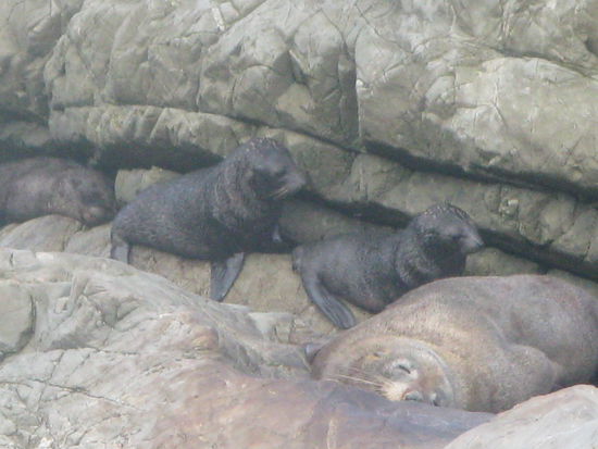 Auf dem Weg nach Norden begegneten wir einer weiteren "Seal-Colony". Diesen beiden Kleinen haben wir fast Stunden zugeschaut.
