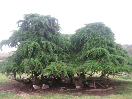 Auf unserer Wanderung begegneten wir hunderten von Schafen die relaxt unter den Baeumen lagen.