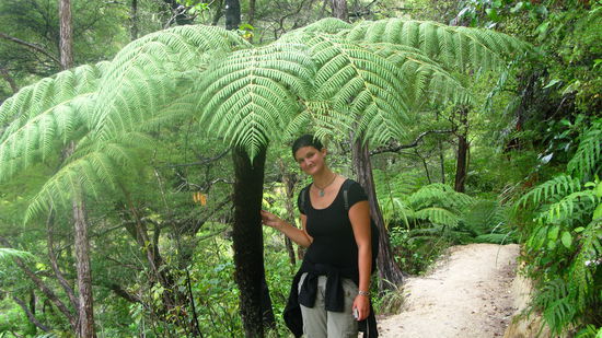 Auf dem wunderschoenen Wanderweg kamen wir immer wieder an solchen Baumfarnen vorbei.