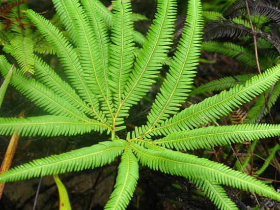 Ein Schirmfarn zeigt sich in seinem kraeftigen Gruen.