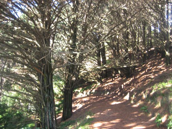 Auf der Suche nach dem "Wurzelbaum" in "Lord of the rings"...