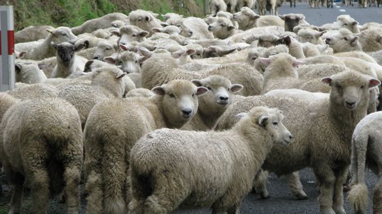 ...da treffen schon mal ein paar Schafe ein...