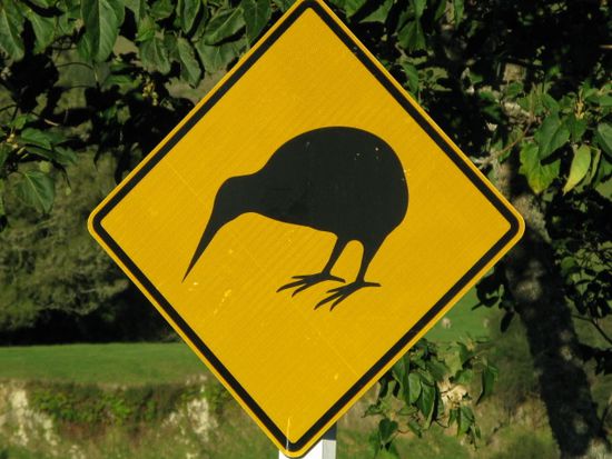 Immer wieder an den Strassen in Neuseeland zu sehen: aber die echten Kiwivoegel sieht man leider nie im Freien...