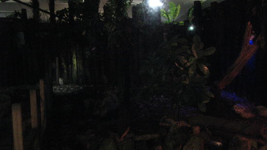 Na, koennt ihr den Kiwi sehen? (Da die Voegel kein Licht vertragen, durfte man nur Fotos ohne Blitz schiessen.)