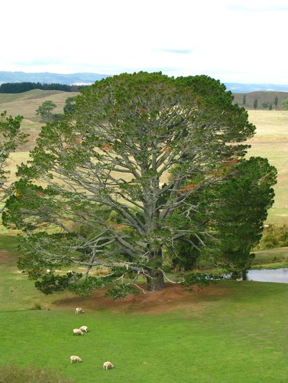Der bekannteste Baum von ganz Neuseeland: Der "Partytree".