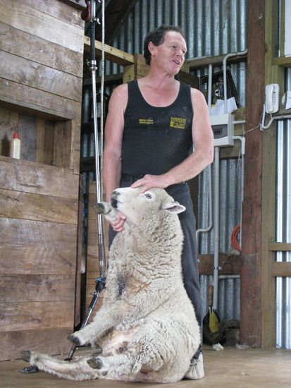 Danach brachte uns Owen das Schafe schaeren bei.