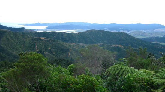 Auf dem Weg Richtung "Coromandel" an einem Lookout.