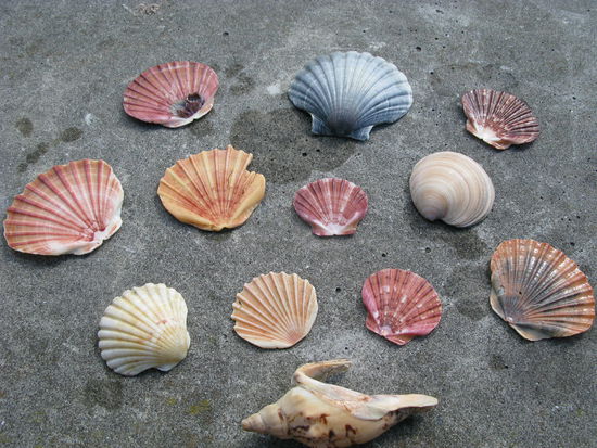 ...wo wir viele coole Muscheln fanden!