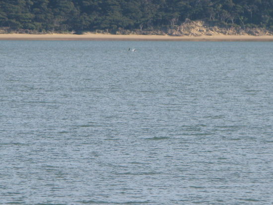 ...koennt ihr das kleine Schwarze erkennen? Es ist wirklich ein Orca!