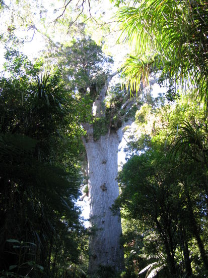 Vor dem Gigant "Tane Mahuta"...