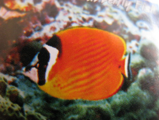 Butterflyfish