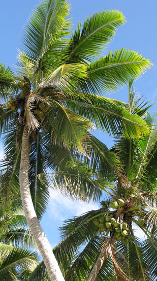 Palmen gibt es wie Sand am Strand 