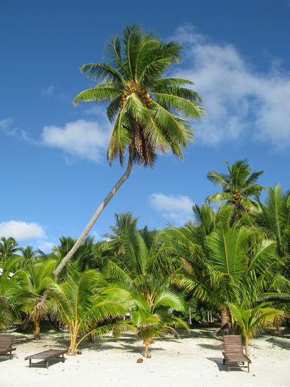 Palmen gibt es auch hier zu genuege...