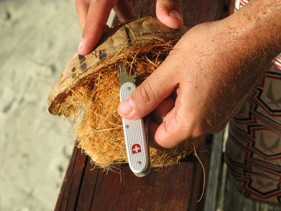 ... so dass sich Celo gleich ein Paar Cocosnuesse schnappte....