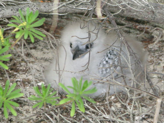 ...leben diese suessen Voegel, die erst grad geschluepft sind.