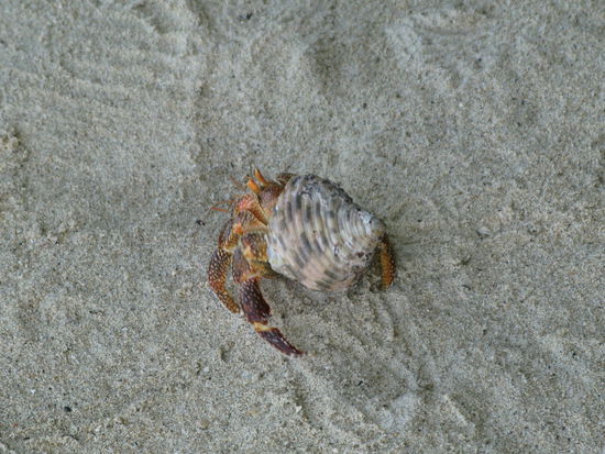 ...dieser Krebs fand es nicht so lustig von uns gestoert zu werden.