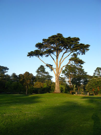 Im sogenannten "Golden Gate Park" gibt es einen Botanischen Garten, welcher nochmals einen Ausflug wert war.