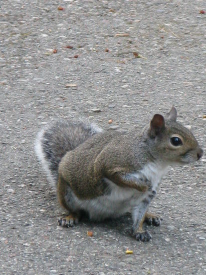 Auch die Eichhörnchen freuten sich auf unseren Besuch.