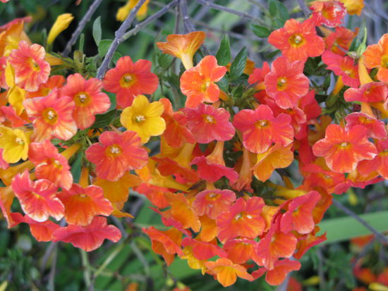 Die verschiedenen Blumen &amp; Planzen blühten in den wunderschönsten Farben.