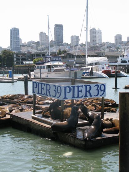 Vorallem die vielen Seelöwen hatten jede Menge zu sagen. Ihr Gebrüll war schon von Weitem zu hören.