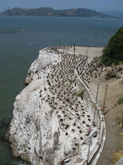 Viele Vögel sind nun die Bewohner der Insel. Hier nisten sie auf dem Paradeplatz.