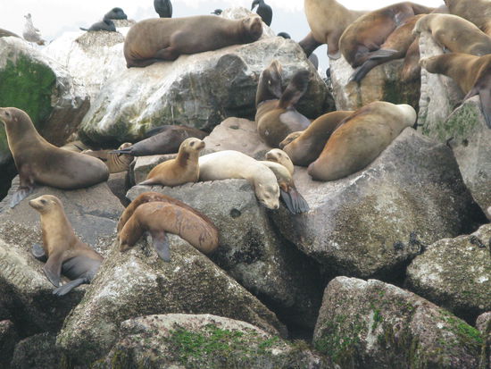 Die Seelöwen stört das eisig kalte Wetter anscheinend nicht...