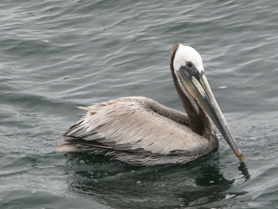 ...und erst recht nicht diesen Pelikan.