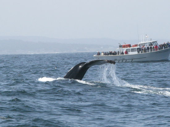 ...und ab in die Tiefen des Ozeans.