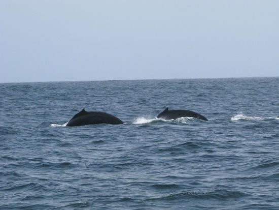 Auffallend ist auch, wie die Wale synchron Luft holen...