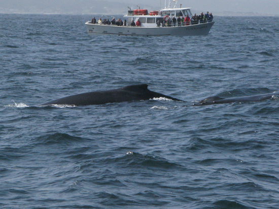 Nur schon der Rücken des Wals ist grösser wie das Schiff im Hintergrund...