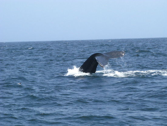 Einfach ein tolles Schauspiel!